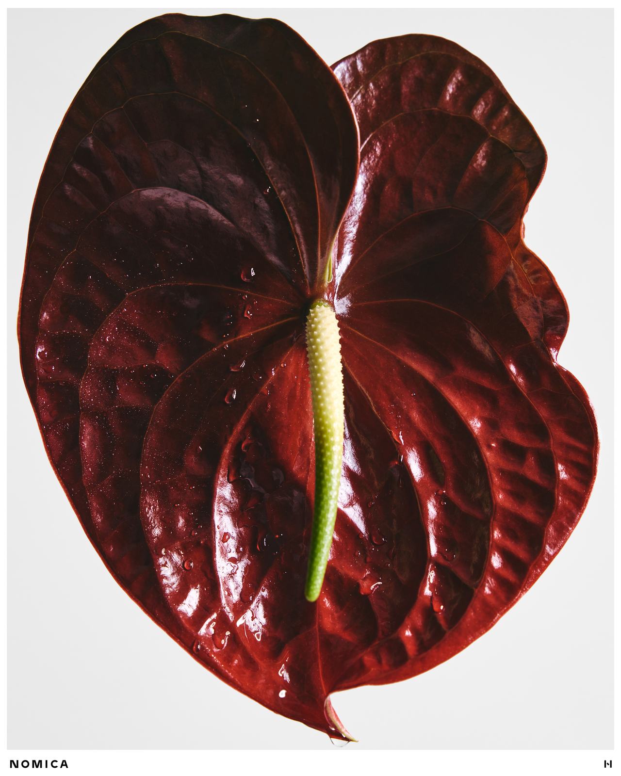 Nomika image 10